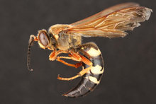 cicada killer wasp220